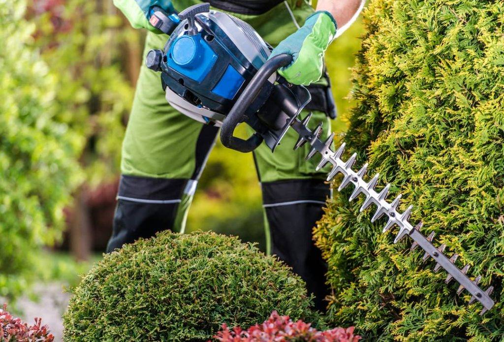 hedge trimmer on topiary